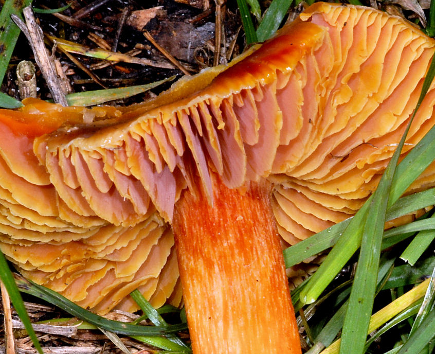 Hygrophoracee